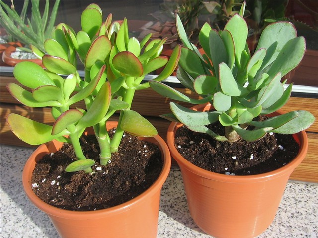 Crassula fufruraceum, Crassula arborescens Blue Waves